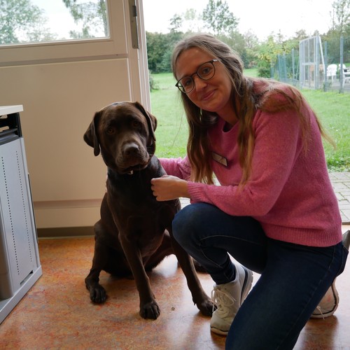 Ein brauner Labrador sitzt neben seiner Besitzerin.