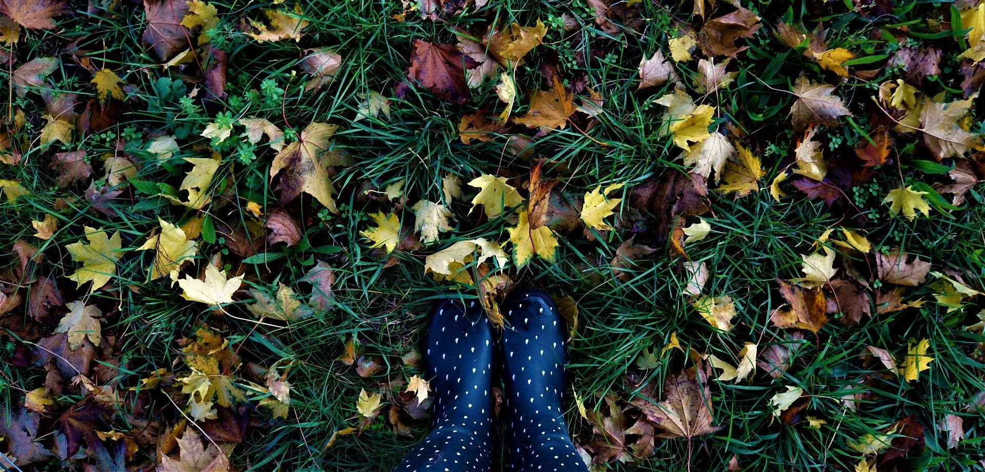 Auf einer grünen Wiese liegen sehr viele herbstlich verfärbte Blätter