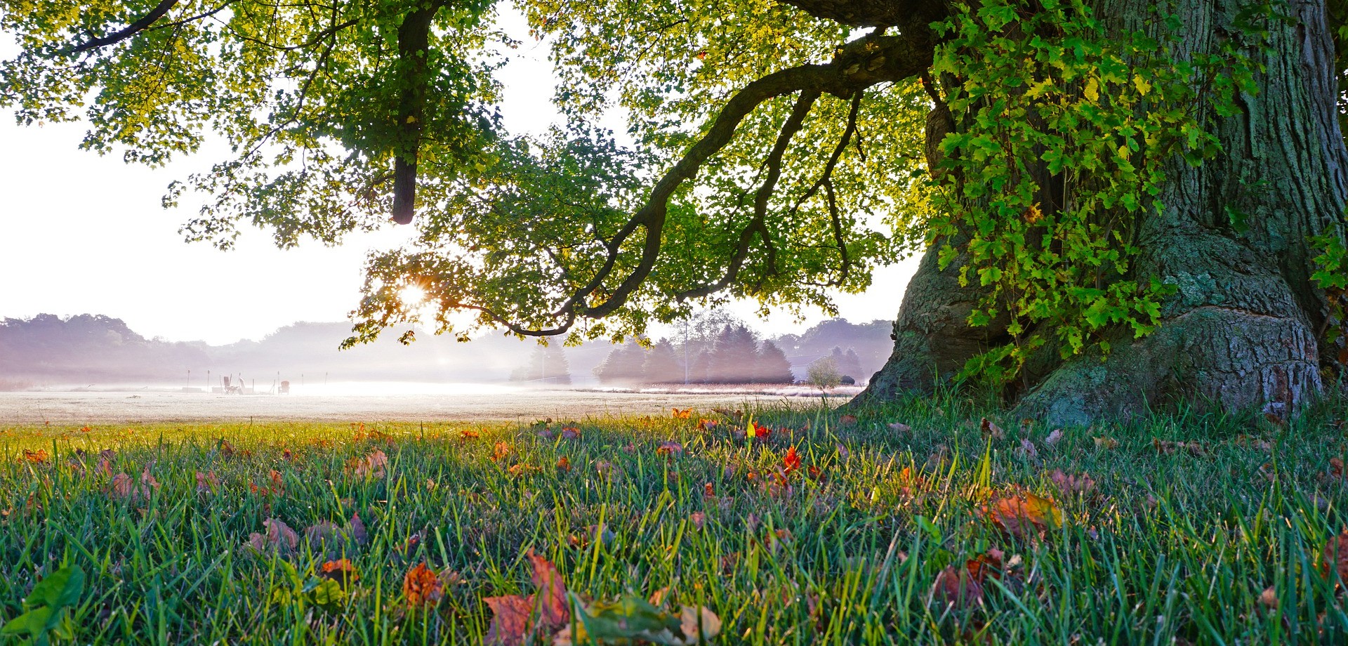 Eine große, alte Eiche steht fest verwurzelt auf einer grünen Blumenwiese, im Hintergrund beleuchtet die Sonne ein Feld
