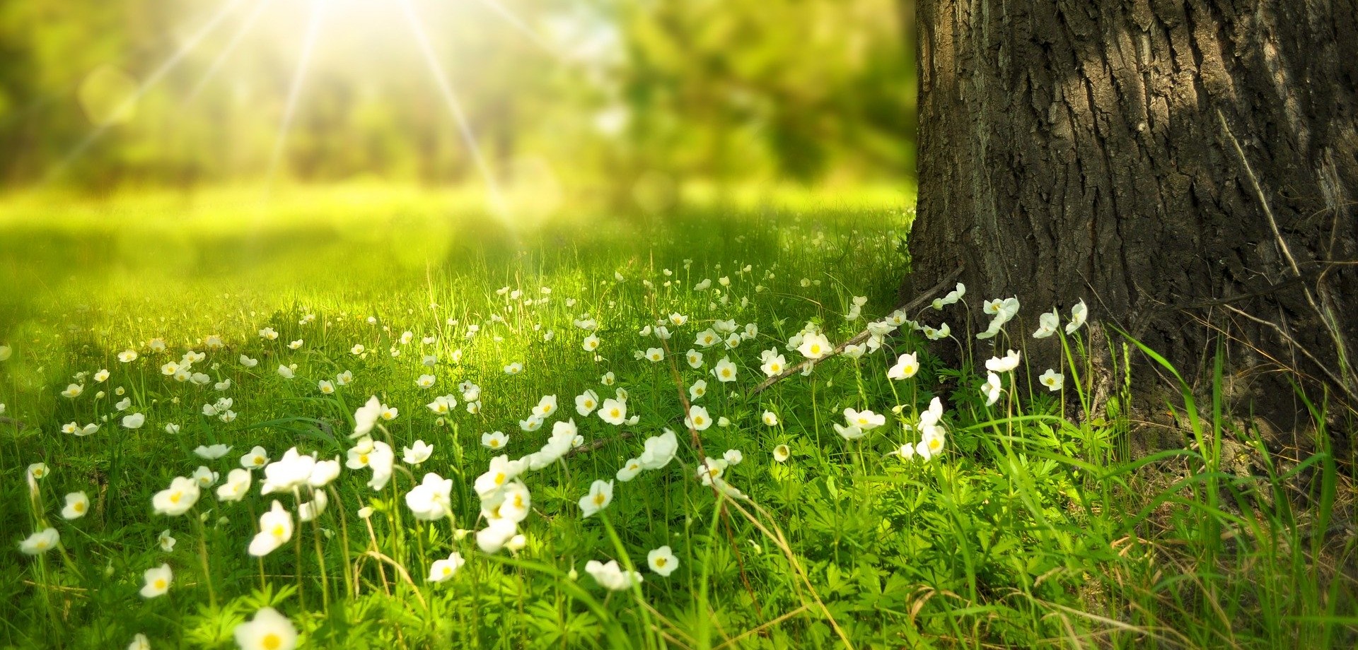 Neben einem Baumstumpf auf einer durch die Sonne hell erleuchteten Wieso blühen kleine, weiße Blumen